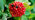 Wayfaring tree berries