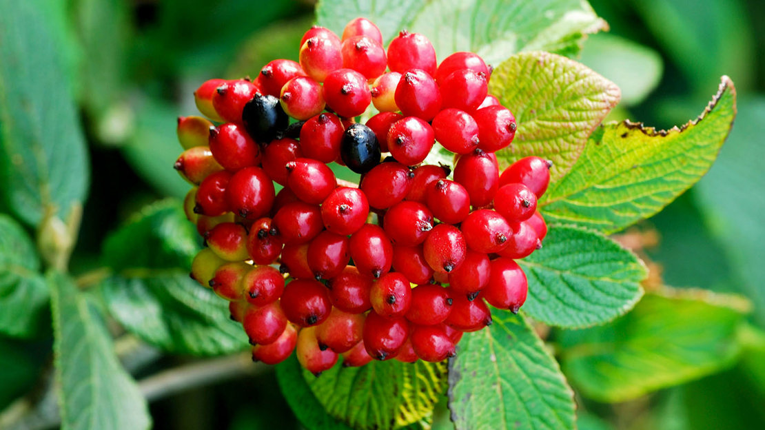Wayfaring tree berries