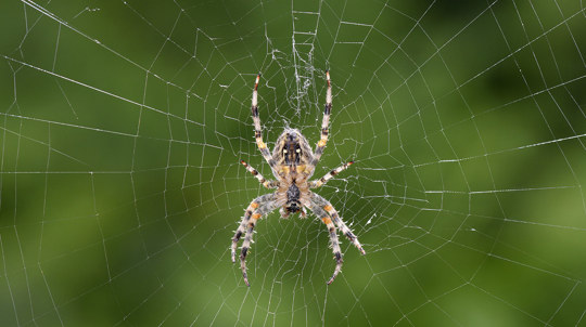 Spider resting on web against green background