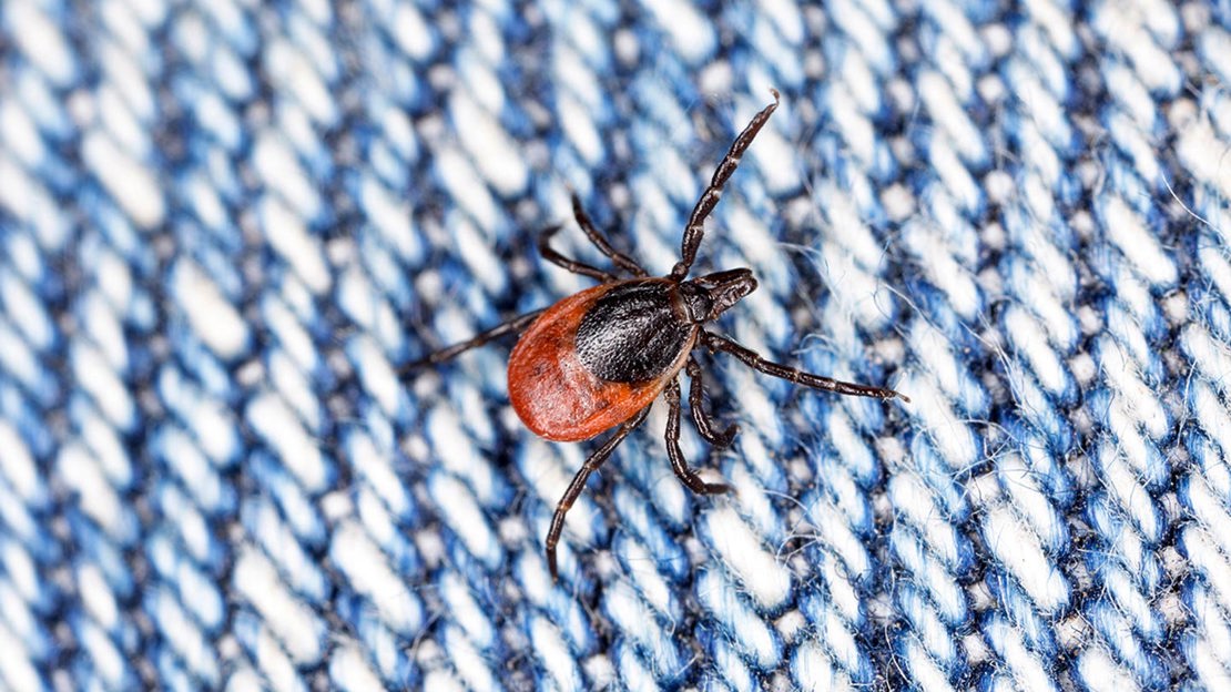 Tick on jeans