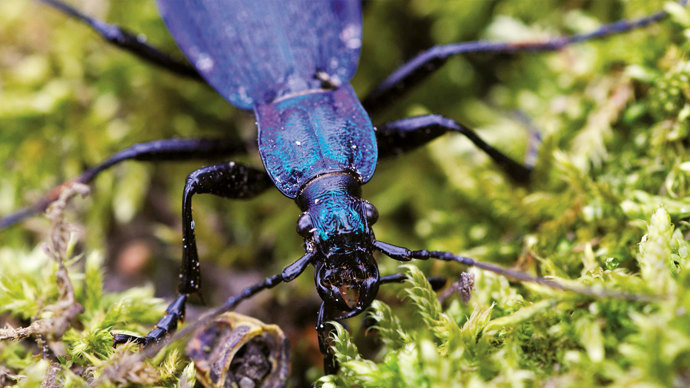 Blue ground beetle