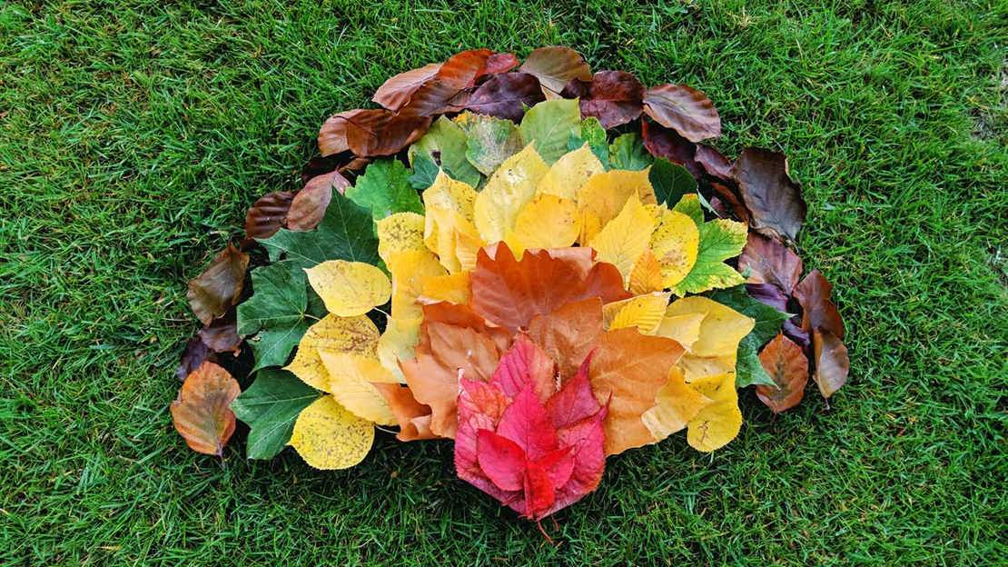 A rainbow made of colourful autumn leaves laid out on some grass