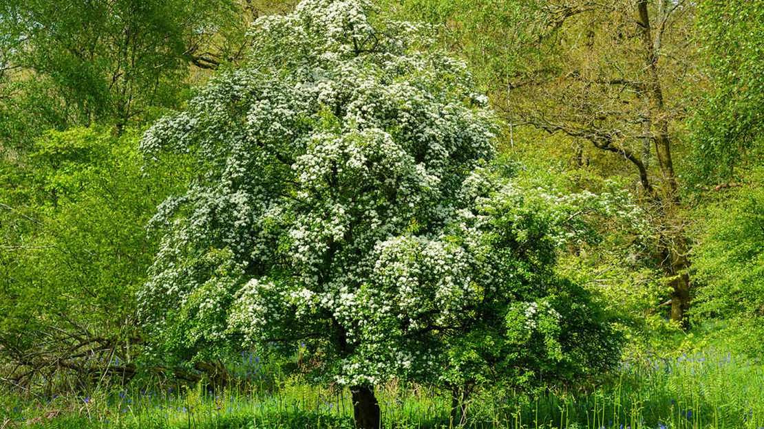 Hawthorn tree with blossom overview