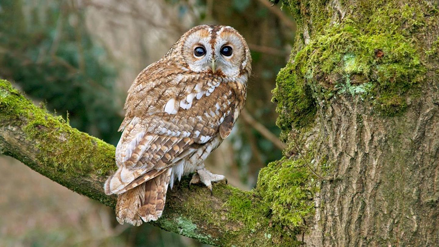 Little Owl (Athene noctua) - British Birds - Woodland Trust