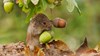 Field vole with acorns