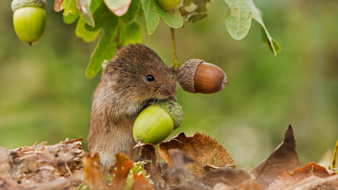 Field vole with acorns
