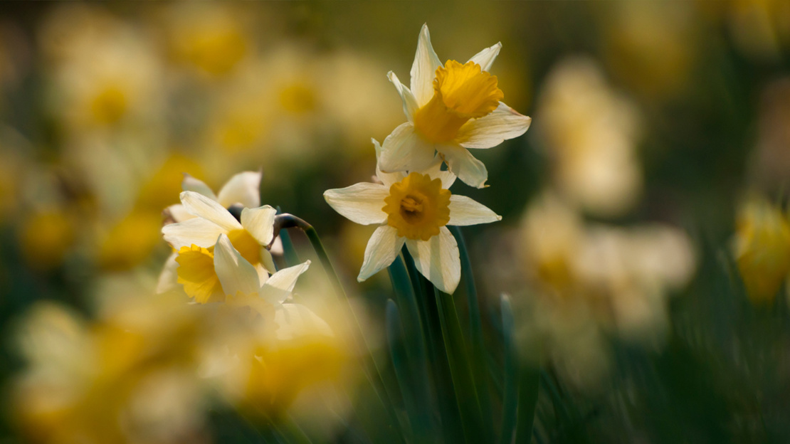 Wild daffodils in soft focus