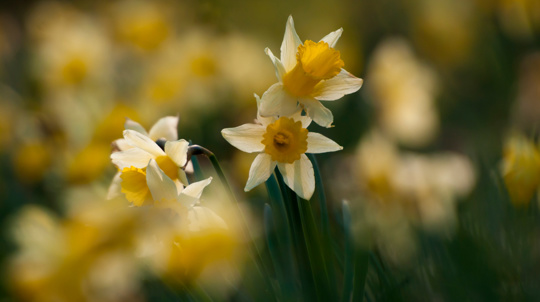 Wild daffodils in soft focus