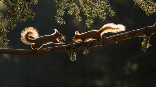 Two red squirrels backlit on pine branch