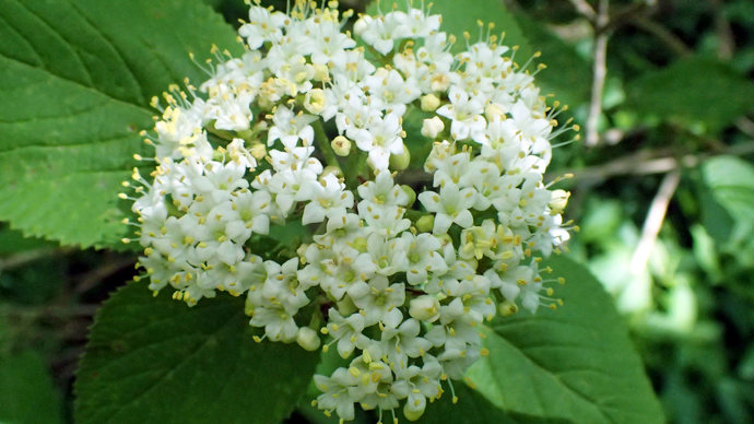 Wayfaring tree flower