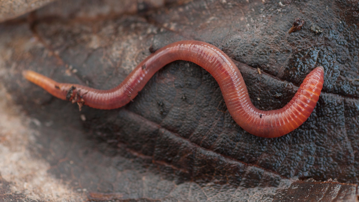 Do Worms Have Eyes? And Other Worm Facts - Woodland Trust