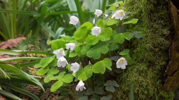 Wood sorrel on the woodland floor