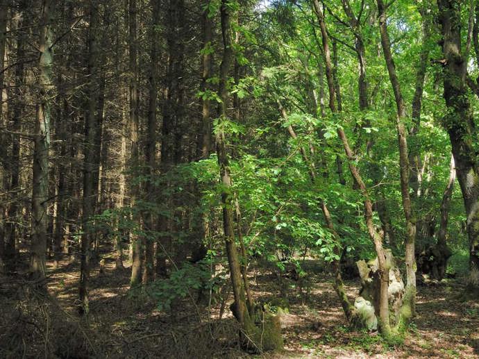 Umbraco.Cms.Infrastructure.PublishedCache.Property