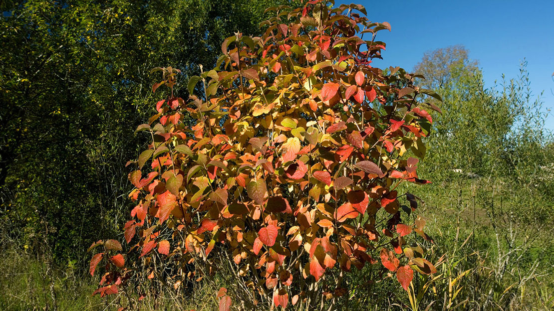 Way Tree Wayfaring tree (Viburnum lantana) - Woodland Trust