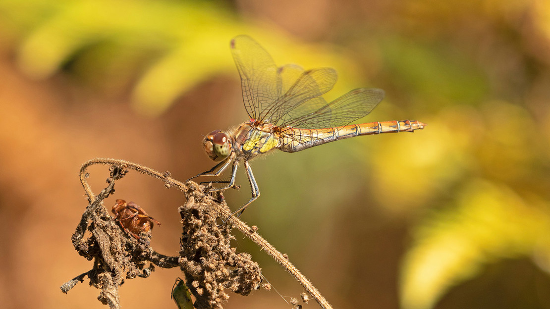 Female common darter dragonfly resting on plant