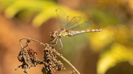 Female common darter dragonfly resting on plant