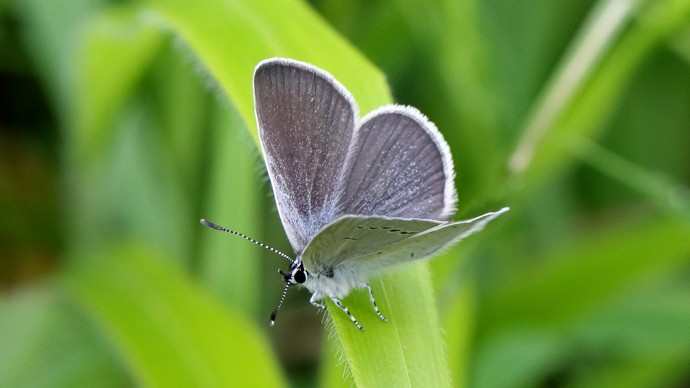 Small blue butterfly