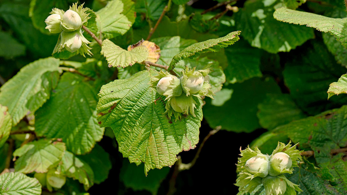 Hazel (Corylus avellana) nuts maturing on wild trees in summer