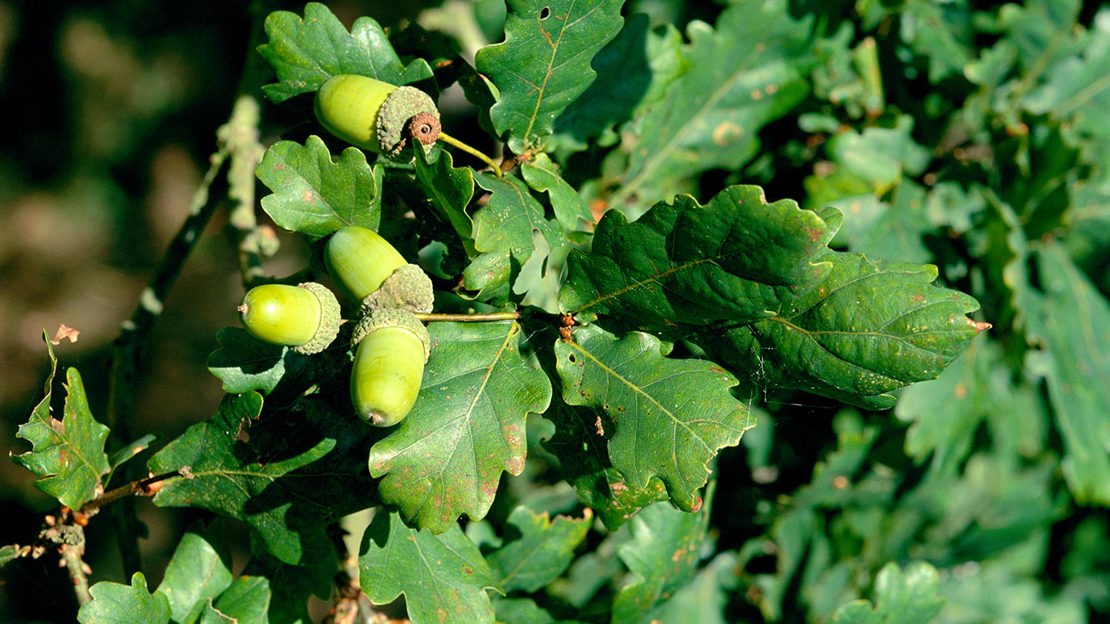 Acorns and leaves of English oak (Quercus Robur)