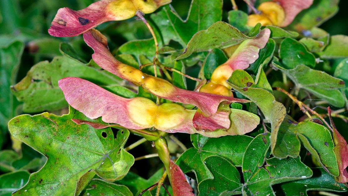 Field Maple (Acer Campestre) samara seed pods