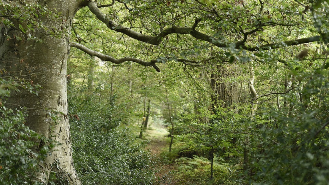 A path through green leafy woodland
