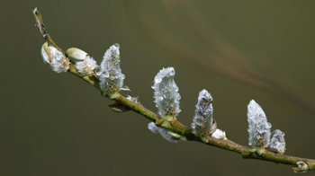 Grey willow catkins covered in dew Grey willow catkins covered in dew