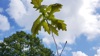 Young oak sapling leaves against a blue sky