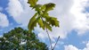 Young oak sapling leaves against a blue sky