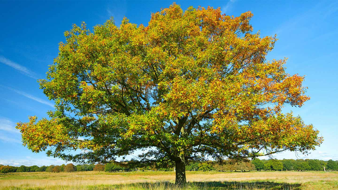 Red Oak (Quercus rubra) - British Trees - Woodland Trust
