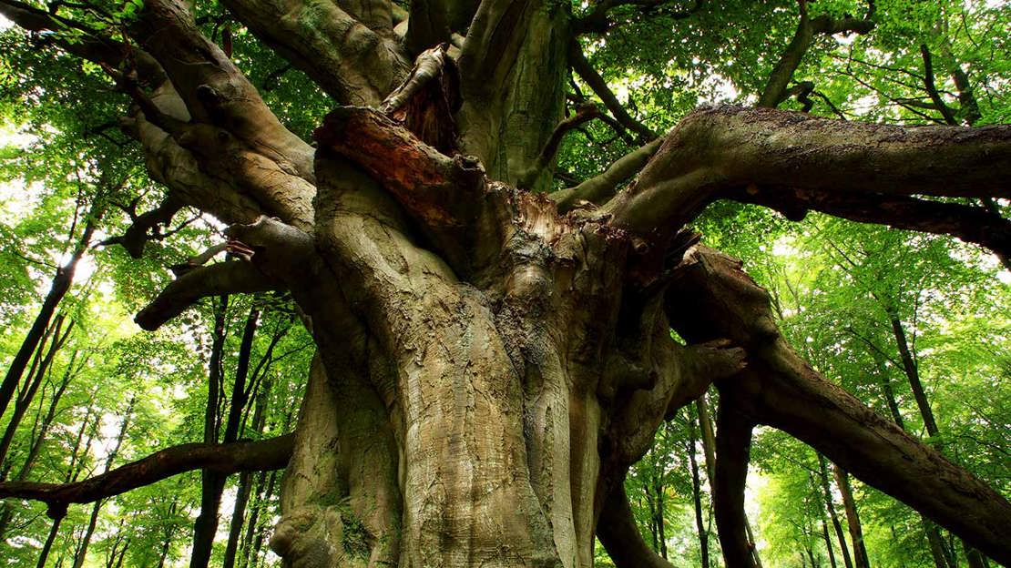 Anicent beech tree with a large trunk