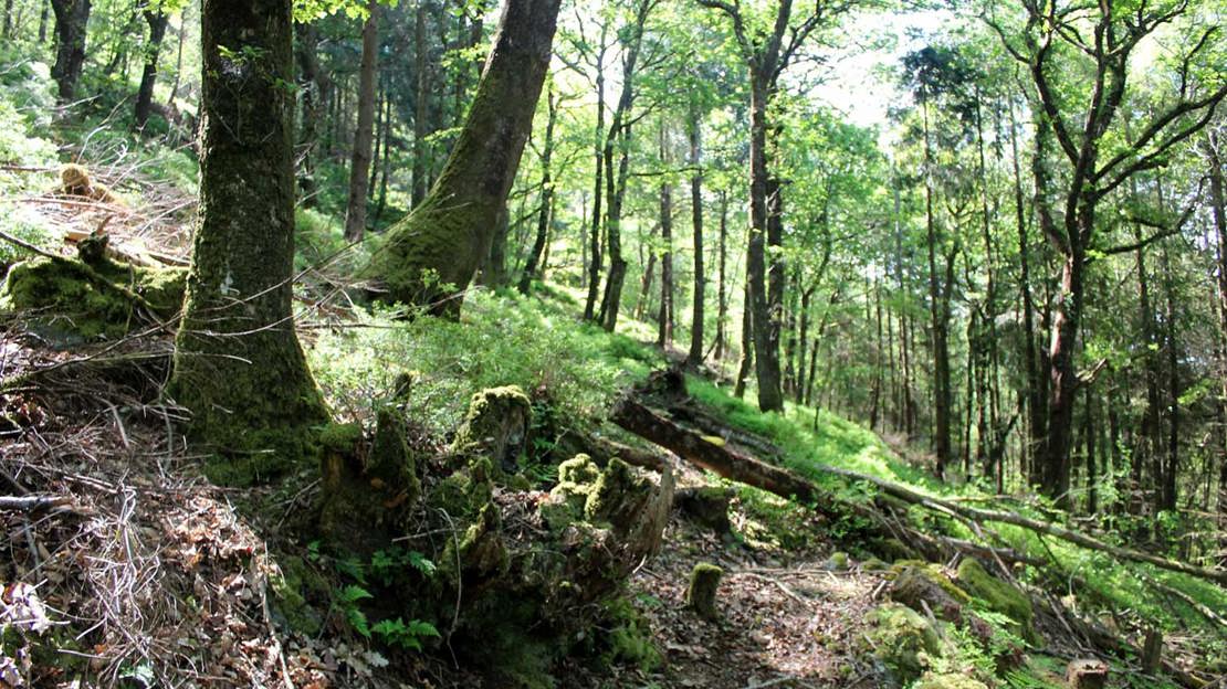 Relic oak coppice stool and bilberry in a conifer plantation at Ausewell Wood