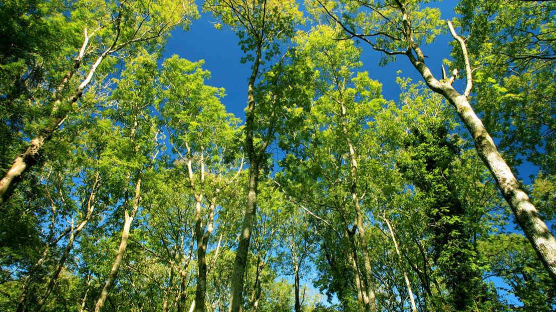 Ash trees with blue sky
