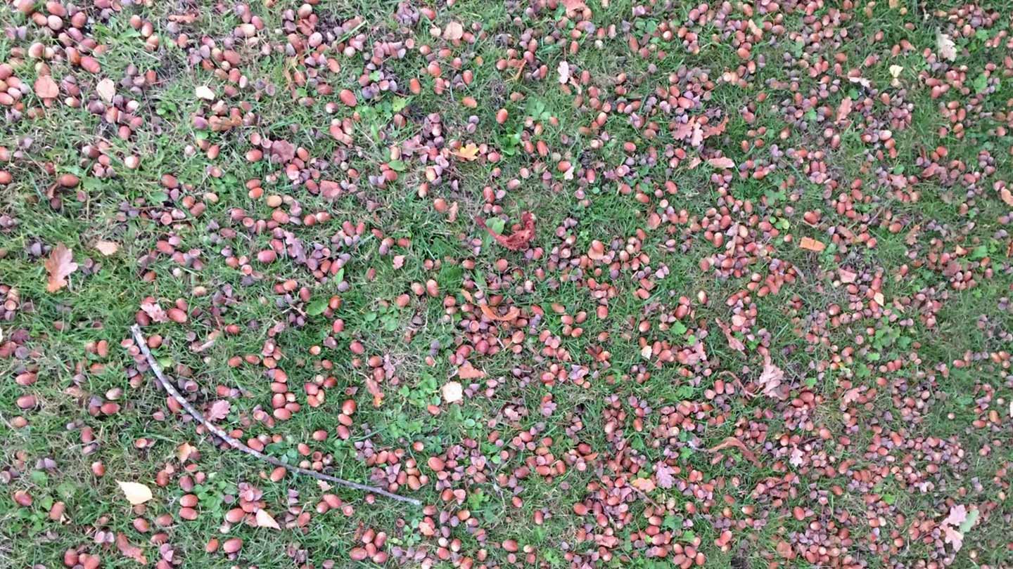 lots-of-acorns-scattered-on-grass-wtml-l