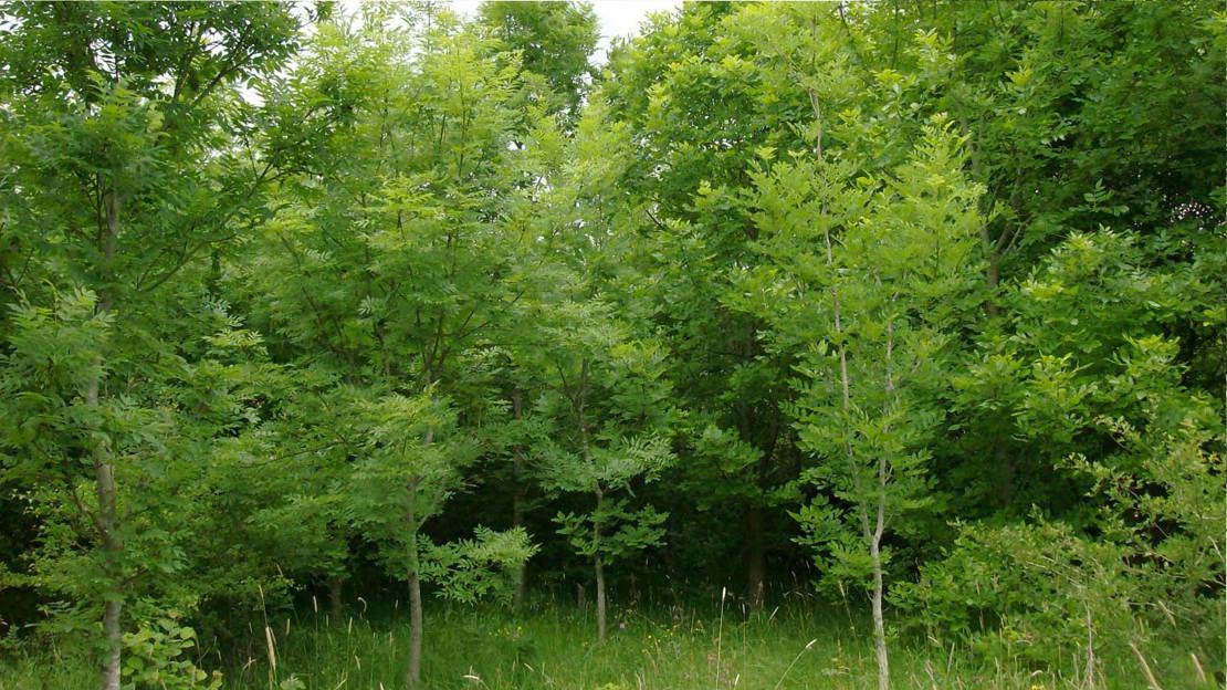 A group of young trees in spring