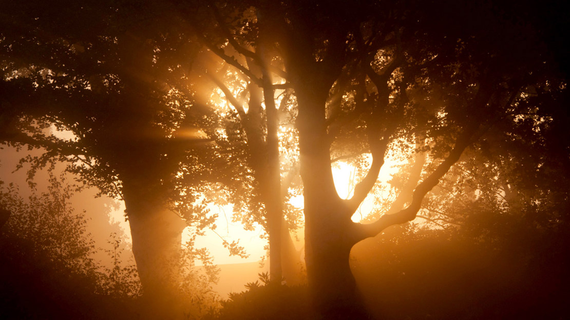 Sunrise through trees in mist