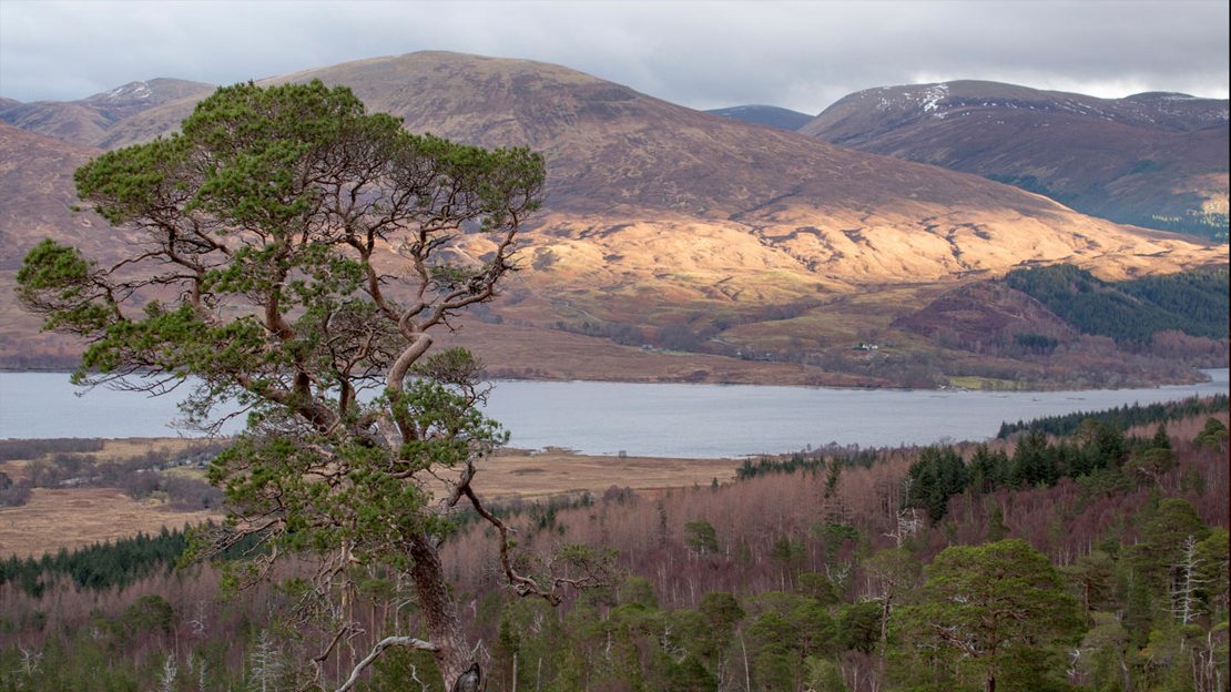 Granny Scots pine at Loch Arkaig Granny Scots pine at Loch Arkaig