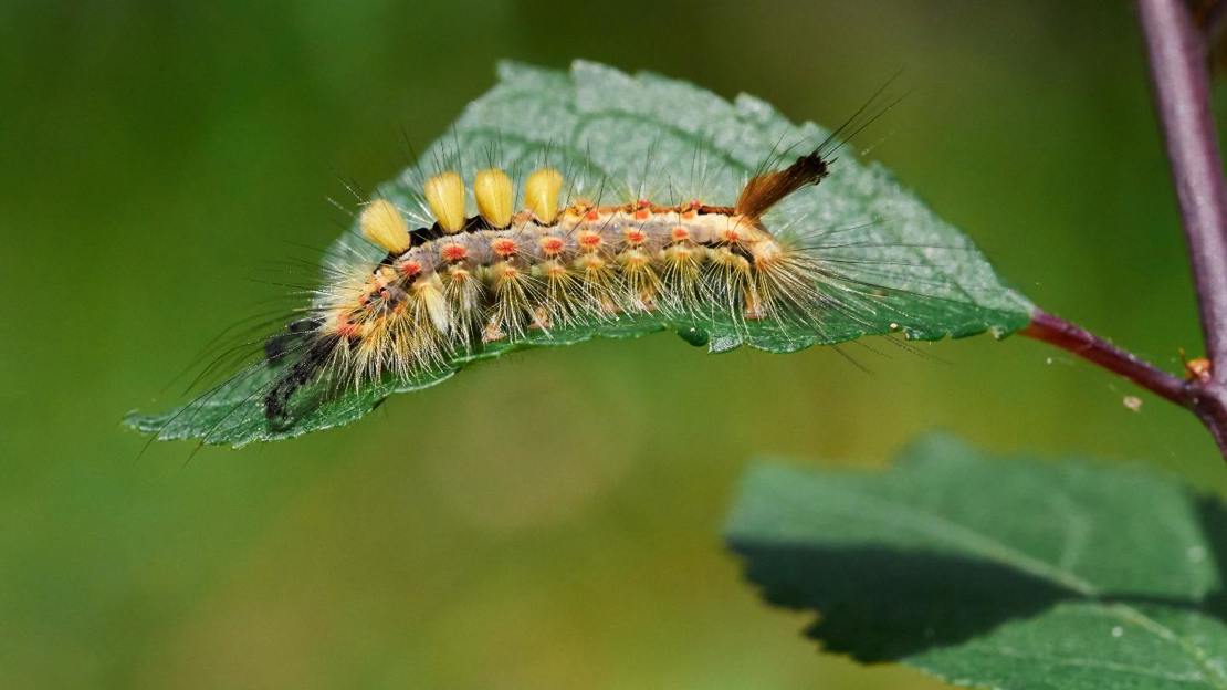 Vapourer moth caterpillar on leaf