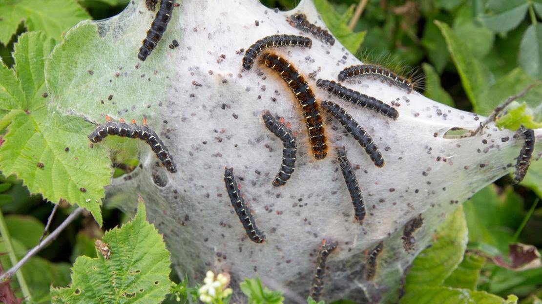 Small eggar moth caterpillars on their silk tent web