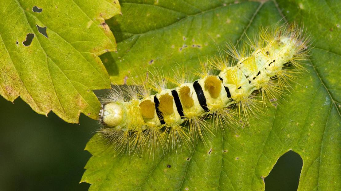 Pale tussock moth caterpillar on wild hop
