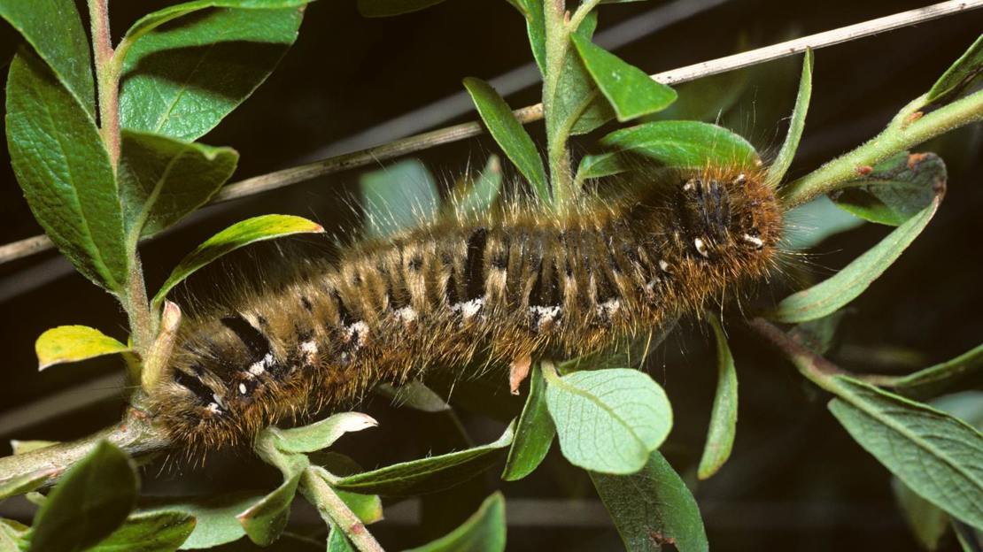 Oak eggar moth caterpillar on leaves