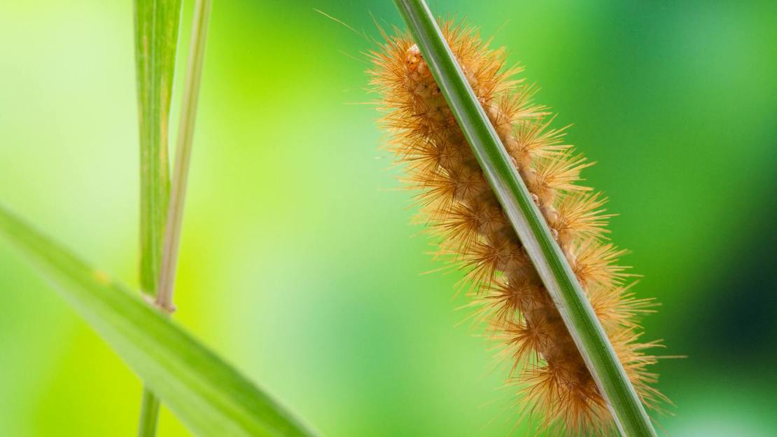 Muslin moth caterpillar on grass