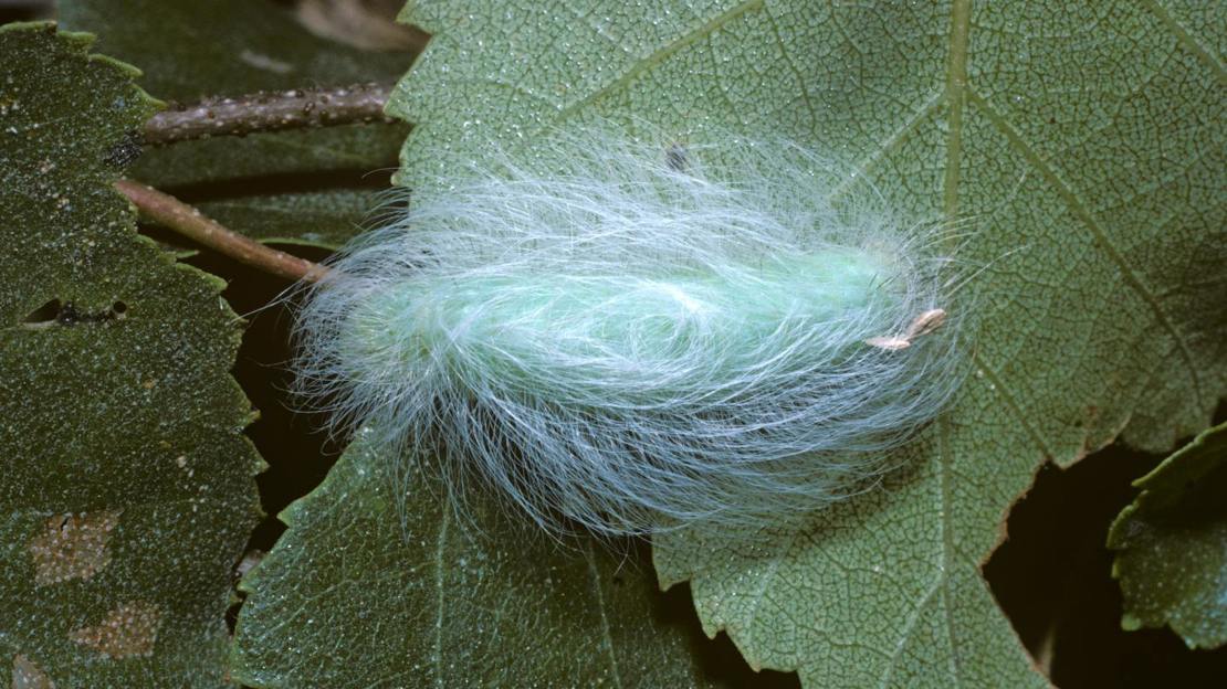 Miller moth caterpillar on birch leaf
