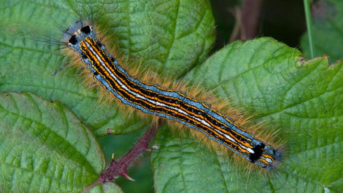 Lackey moth caterpillar on bramble