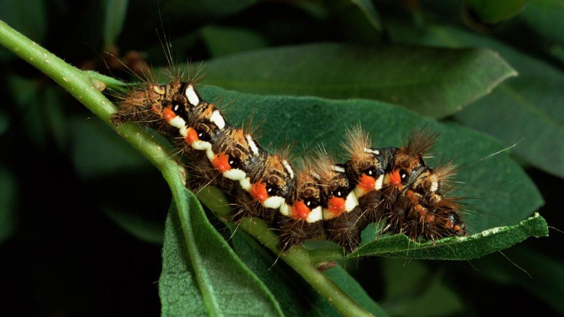 Knot grass moth caterpillar on bog myrtle leaf