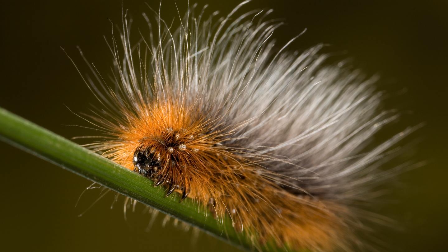 Hairy Caterpillar Identification Uk Species Woodland Trust