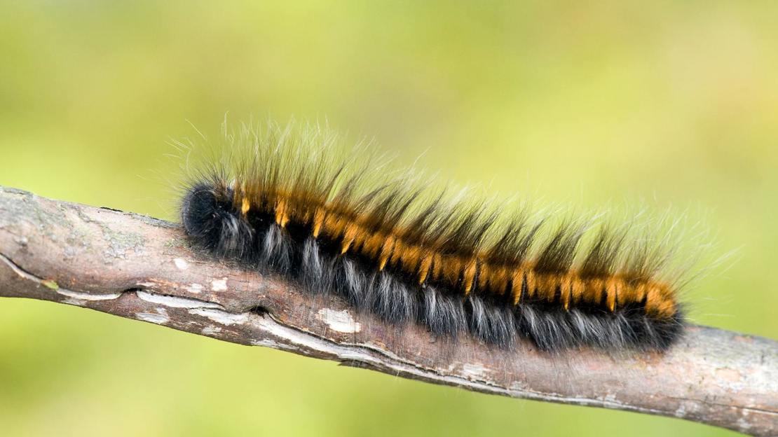 Fox moth caterpillar on branch