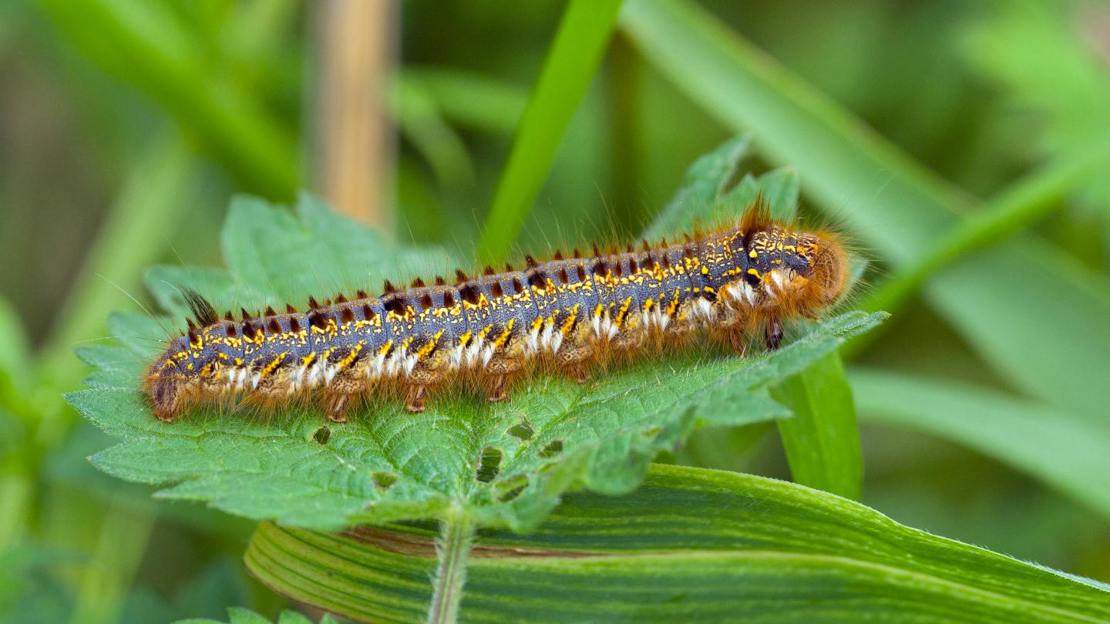 Drinker moth caterpillar on leaf