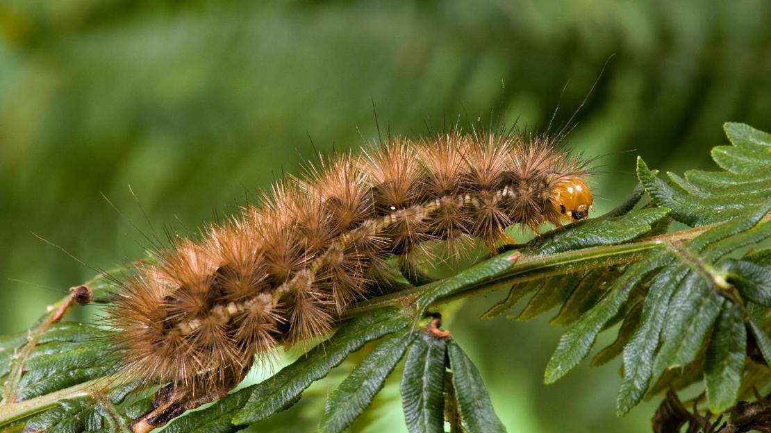 Buff ermine moth caterpillar on bracken