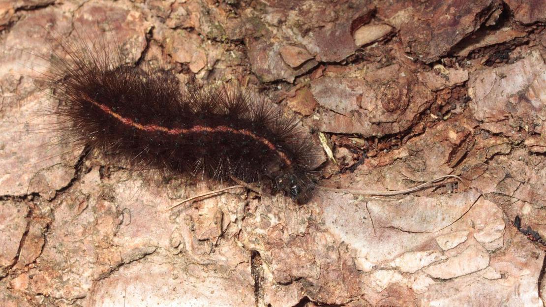 White ermine moth caterpillar on bark