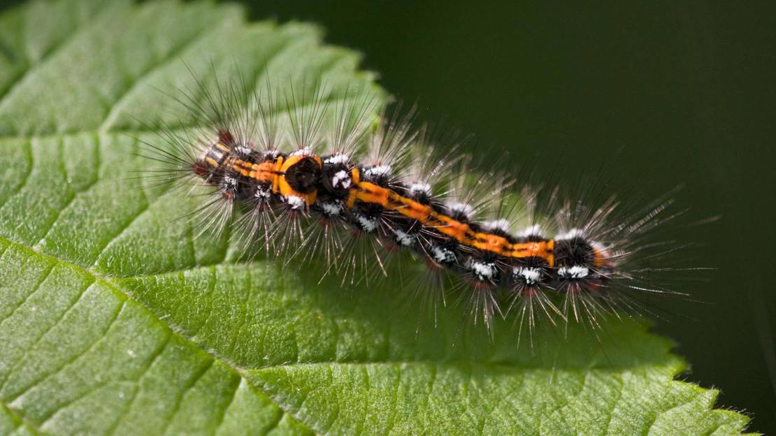 Yellow-tail moth caterpillar on leaf